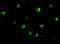 Nucleotide Binding Oligomerization Domain Containing 2 antibody, 2513, ProSci, Immunofluorescence image 