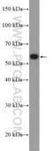 Charged Multivesicular Body Protein 7 antibody, 16424-1-AP, Proteintech Group, Western Blot image 