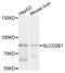 Solute carrier organic anion transporter family member 2B1 antibody, STJ112113, St John