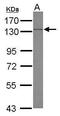 Sterol Regulatory Element Binding Transcription Factor 2 antibody, PA5-28263, Invitrogen Antibodies, Western Blot image 