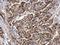 Synaptotagmin 1 antibody, GTX103641, GeneTex, Immunohistochemistry paraffin image 