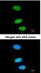 Transcription factor SOX-13 antibody, NBP1-32847, Novus Biologicals, Immunofluorescence image 