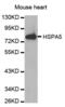 Heat Shock Protein Family A (Hsp70) Member 5 antibody, abx000713, Abbexa, Western Blot image 