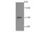 CD163 antibody, NBP2-67224, Novus Biologicals, Western Blot image 