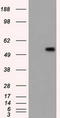 CD36 Molecule antibody, LS-C114979, Lifespan Biosciences, Western Blot image 