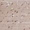 LC3A antibody, HPA052484, Atlas Antibodies, Immunohistochemistry frozen image 