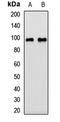 GRIP1 Associated Protein 1 antibody, LS-C668922, Lifespan Biosciences, Western Blot image 