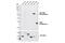 Cyclin Dependent Kinase 5 antibody, 2506S, Cell Signaling Technology, Western Blot image 