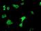Oxidoreductase NAD Binding Domain Containing 1 antibody, NBP2-00916, Novus Biologicals, Immunofluorescence image 
