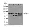 MYB Proto-Oncogene Like 2 antibody, LS-C313064, Lifespan Biosciences, Western Blot image 