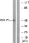 Relaxin-3 receptor 1 antibody, LS-C120946, Lifespan Biosciences, Western Blot image 