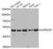 Protein C Receptor antibody, LS-C748682, Lifespan Biosciences, Western Blot image 