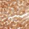 HDGF Like 2 antibody, A32401, Boster Biological Technology, Immunohistochemistry paraffin image 