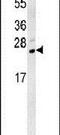 Transmembrane And Ubiquitin Like Domain Containing 1 antibody, PA5-25821, Invitrogen Antibodies, Western Blot image 