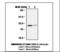 Tyrosine 3-Monooxygenase/Tryptophan 5-Monooxygenase Activation Protein Beta antibody, LS-B7147, Lifespan Biosciences, Western Blot image 