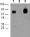 Ectonucleoside Triphosphate Diphosphohydrolase 1 antibody, 14-0391-82, Invitrogen Antibodies, Western Blot image 