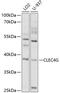 C-Type Lectin Domain Family 4 Member G antibody, 13-690, ProSci, Western Blot image 