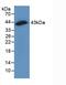 Gap Junction Protein Alpha 1 antibody, MBS2026016, MyBioSource, Western Blot image 