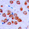 Olfactomedin Like 2B antibody, LS-C356234, Lifespan Biosciences, Immunohistochemistry frozen image 