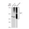 Solute Carrier Family 2 Member 1 antibody, GTX02832, GeneTex, Western Blot image 