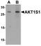 AKT1 Substrate 1 antibody, LS-C201101, Lifespan Biosciences, Western Blot image 