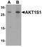 PRAS40 antibody, LS-C201101, Lifespan Biosciences, Western Blot image 