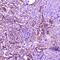 Interleukin 36 Alpha antibody, PA5-79501, Invitrogen Antibodies, Immunohistochemistry frozen image 