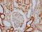 ATPase Na+/K+ Transporting Subunit Alpha 1 antibody, CSB-RA796310A0HU, Cusabio, Immunohistochemistry frozen image 