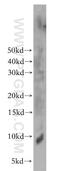 Elongation Factor 1 Homolog antibody, 21070-1-AP, Proteintech Group, Western Blot image 