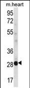 Non-Specific Cytotoxic Cell Receptor Protein 1 Homolog (Zebrafish) antibody, PA5-71715, Invitrogen Antibodies, Western Blot image 