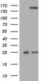 Toll Like Receptor 8 antibody, TA810175S, Origene, Western Blot image 