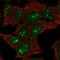 Contactin Associated Protein Like 5 antibody, HPA069095, Atlas Antibodies, Immunofluorescence image 