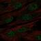 Protein mab-21-like 1 antibody, PA5-66289, Invitrogen Antibodies, Immunofluorescence image 