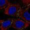 KIAA0969 antibody, NBP1-87889, Novus Biologicals, Immunocytochemistry image 