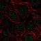 Serine And Arginine Rich Splicing Factor 5 antibody, NBP2-56702, Novus Biologicals, Immunofluorescence image 