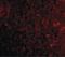 Programmed Cell Death 1 antibody, LS-B540, Lifespan Biosciences, Immunofluorescence image 
