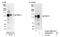 RNA Binding Motif Protein 10 antibody, NB100-55265, Novus Biologicals, Western Blot image 