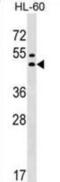 G Protein-Coupled Receptor 20 antibody, abx029913, Abbexa, Western Blot image 