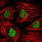 Histone Deacetylase 3 antibody, STJ98129, St John