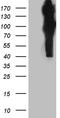 Amyloid beta A4 precursor protein-binding family B member 1 antibody, TA811159S, Origene, Western Blot image 