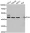 Fumarylacetoacetate Hydrolase antibody, abx005052, Abbexa, Western Blot image 