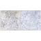 MAF BZIP Transcription Factor F antibody, A07784, Boster Biological Technology, Immunohistochemistry frozen image 