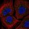 Interleukin 2 Receptor Subunit Gamma antibody, NBP2-56084, Novus Biologicals, Immunofluorescence image 