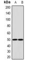 Elf2 antibody, orb378041, Biorbyt, Western Blot image 