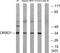 Olfactory Receptor Family 8 Subfamily D Member 1 antibody, PA5-39859, Invitrogen Antibodies, Western Blot image 