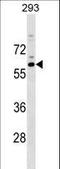 RasGEF Domain Family Member 1C antibody, LS-C158806, Lifespan Biosciences, Western Blot image 