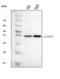 Claudin 18 antibody, A09129-1, Boster Biological Technology, Western Blot image 