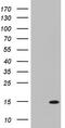 Adipogenesis Associated Mth938 Domain Containing antibody, TA803314, Origene, Western Blot image 