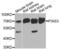 Protein Inhibitor Of Activated STAT 3 antibody, LS-C346210, Lifespan Biosciences, Western Blot image 