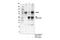 Transient Receptor Potential Cation Channel Subfamily V Member 4 antibody, 65893S, Cell Signaling Technology, Immunoprecipitation image 